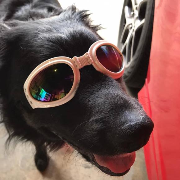 Meet your Posher, Shelly - Picture 1 of 1